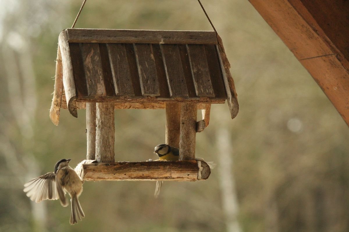 Birds at a rustic wooden feeder outdoors (representative photo, not the exact product)