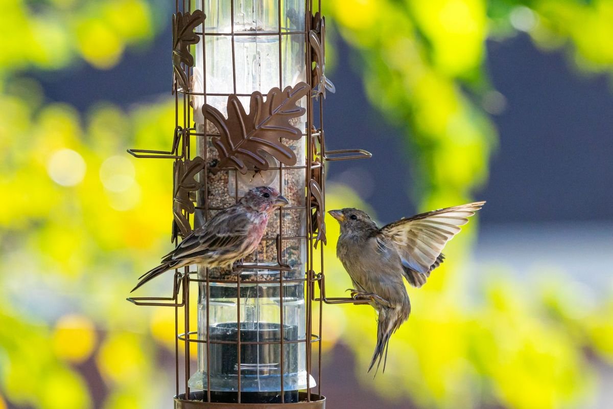 House finches on a bird feeder in a garden (representative photo, not the exact product)