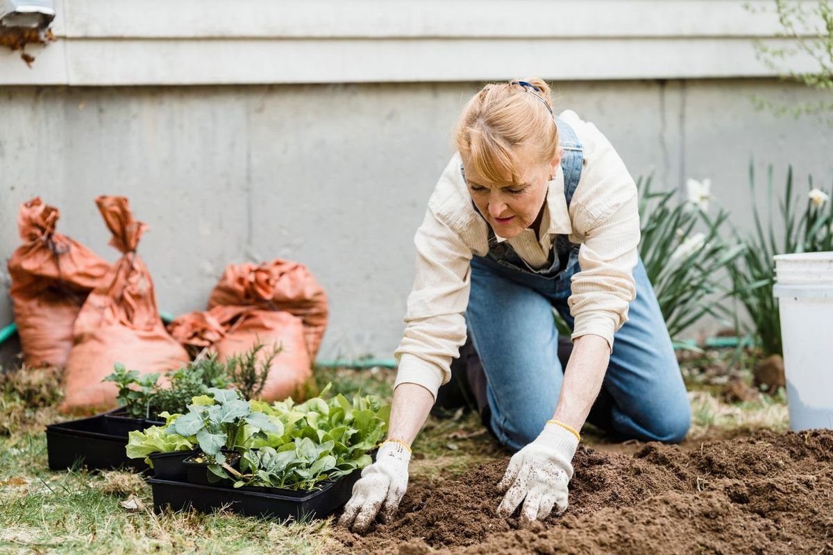 Senior woman planting seedlings in her garden